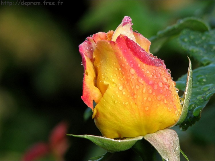 Fonds d'cran Nature Fleurs Rose