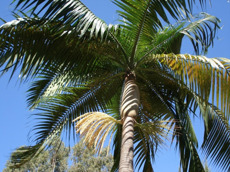 Fonds d'cran Nature Arbres - Forts A L'OMBRE DU PALMIER