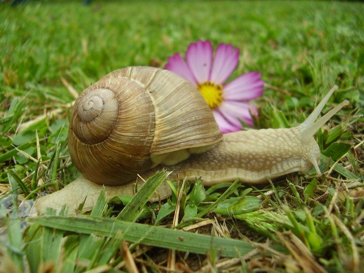 Fonds d'cran Animaux Escargots - Limaces escartouphle