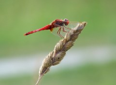 Fonds d'cran Animaux Sympetrum fonscolombii