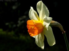 Fonds d'cran Nature Narcisse