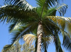 Fonds d'cran Nature A L'OMBRE DU PALMIER