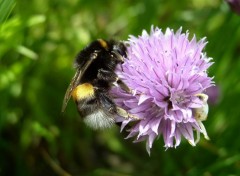 Fonds d'cran Animaux Fleur