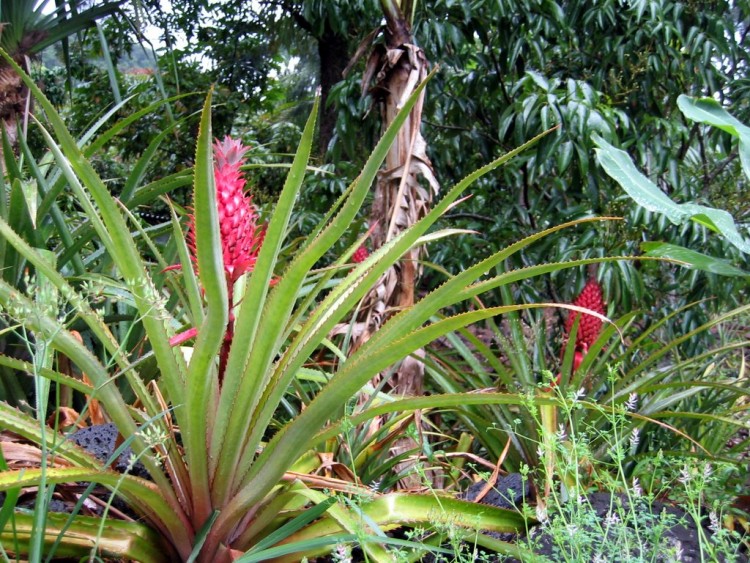 Fonds d'cran Nature Fleurs Ananas rouge