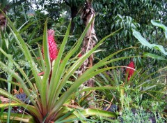 Fonds d'cran Nature Ananas rouge