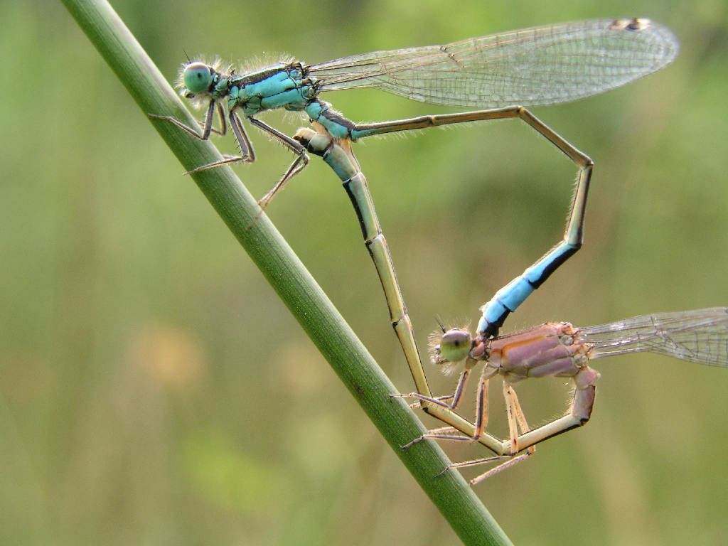 Fonds d'cran Animaux Insectes - Libellules 