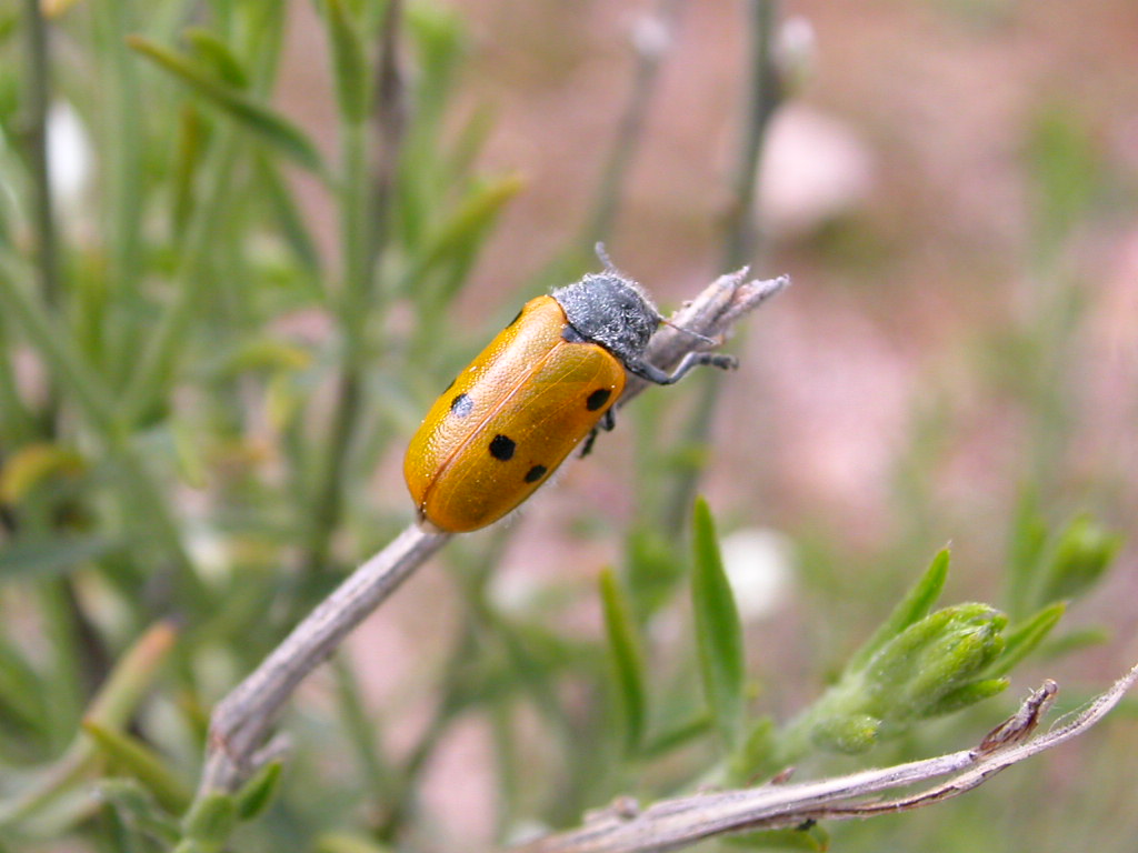 Fonds d'cran Animaux Insectes - Divers 