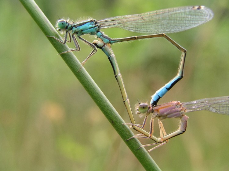 Fonds d'cran Animaux Insectes - Libellules Wallpaper N156315