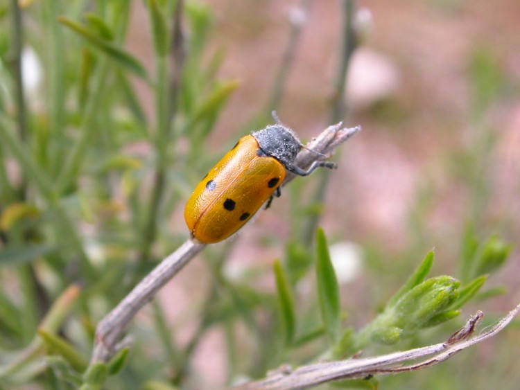 Fonds d'cran Animaux Insectes - Divers Wallpaper N156317