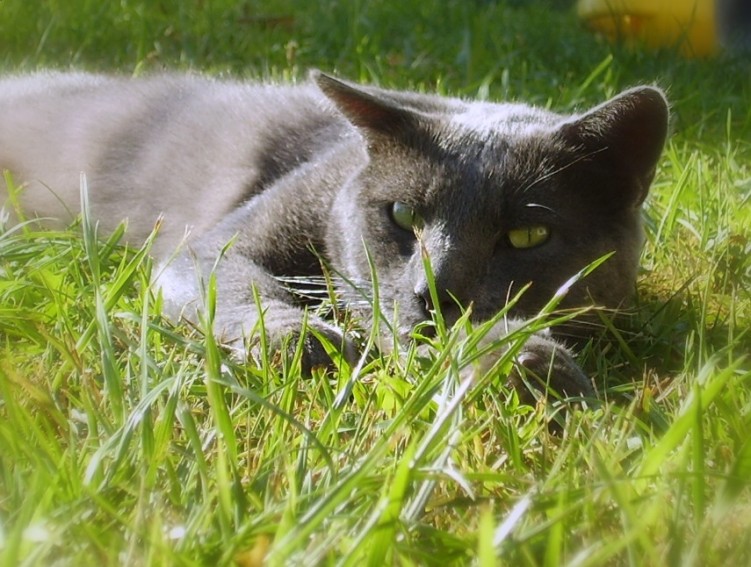 Fonds d'cran Animaux Chats - Chatons ric de courtouphle