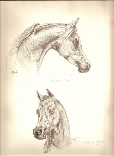 Fonds d'cran Art - Crayon Animaux - Chevaux Chevaux arabes 1