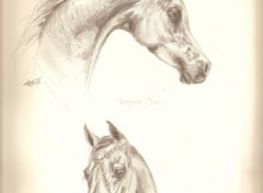 Fonds d'cran Art - Crayon Chevaux arabes 1