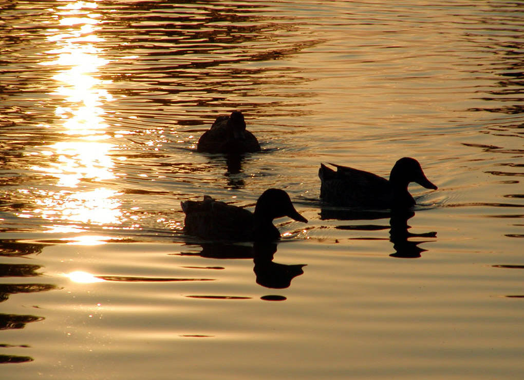 Fonds d'cran Animaux Oiseaux - Canards 