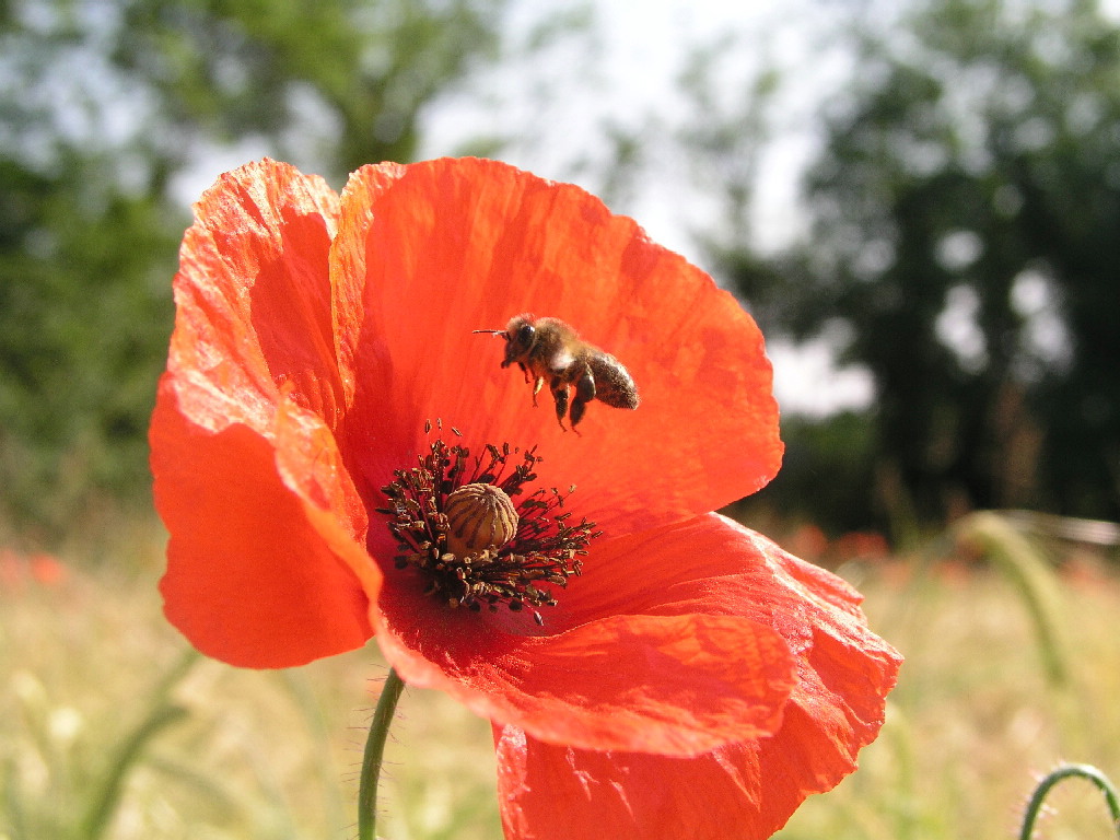 Fonds d'cran Animaux Insectes - Abeilles Gupes ... 