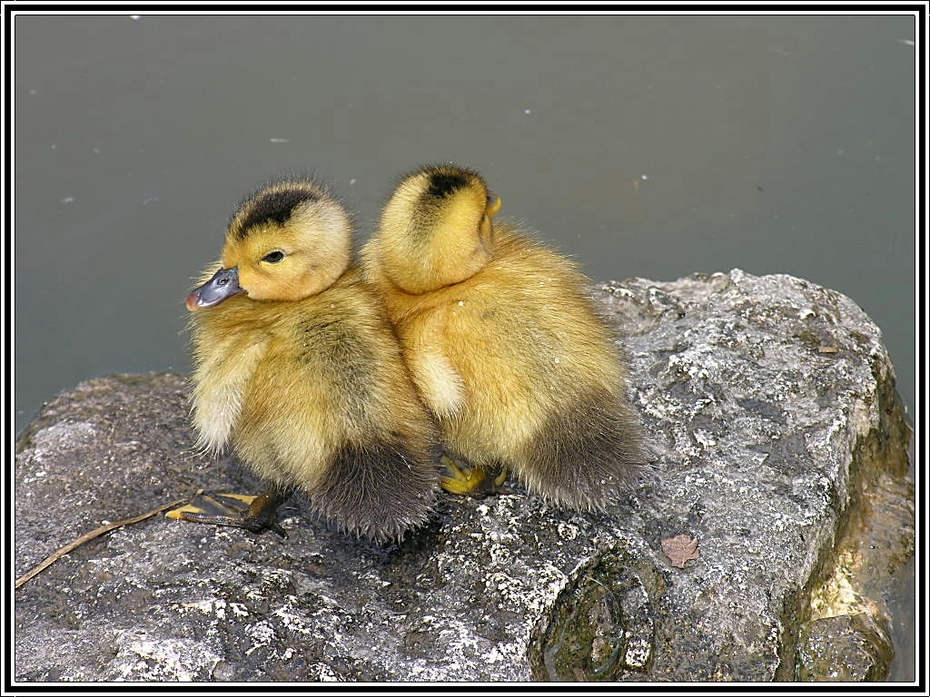 Fonds d'cran Animaux Oiseaux - Canards Beaux bbs