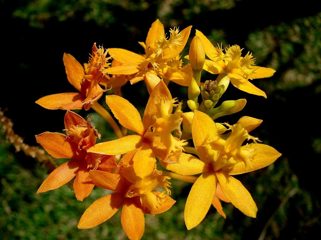 Fonds d'cran Nature Fleurs ORCHIDEE