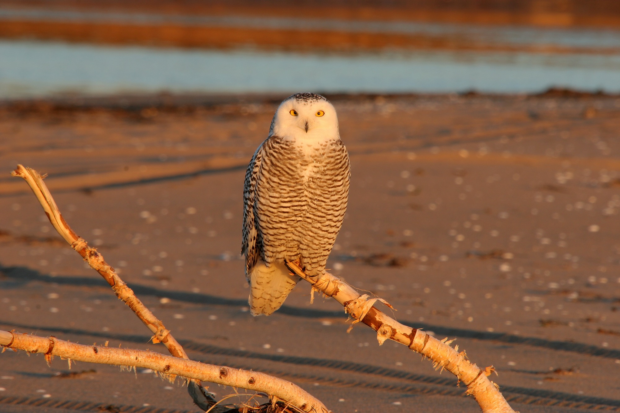 Fonds d'cran Animaux Oiseaux - Rapaces divers Harfang des neiges.