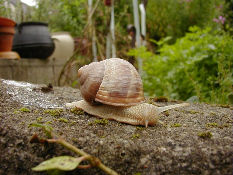 Fonds d'cran Animaux Escargots - Limaces Wallpaper N156706