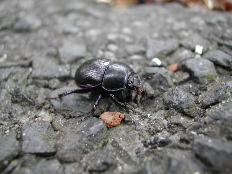 Wallpapers Animals Insects - Beetles Scarabe