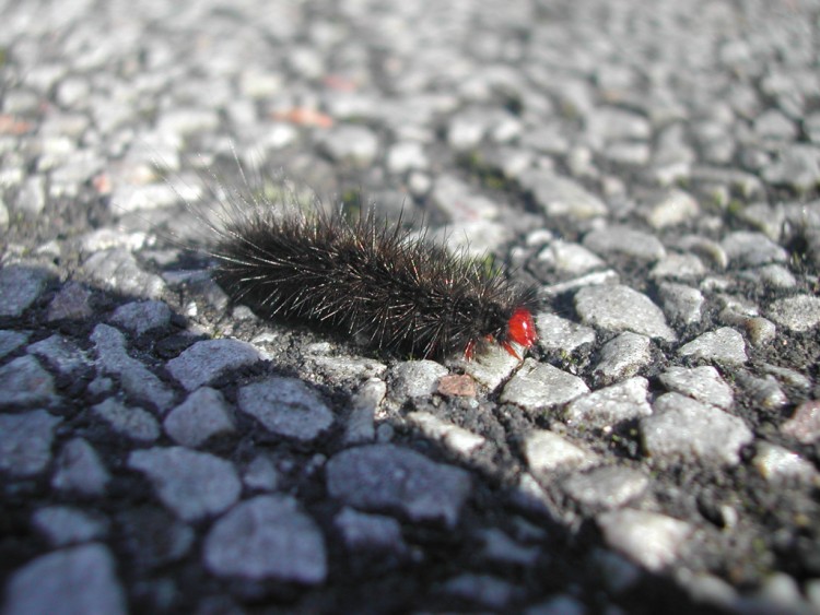 Fonds d'cran Animaux Insectes - Chenilles Chenille