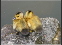 Fonds d'cran Animaux Beaux bbs