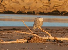 Fonds d'cran Animaux Harfang des neiges.