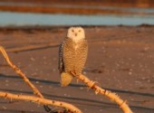 Fonds d'cran Animaux Harfang des neiges.