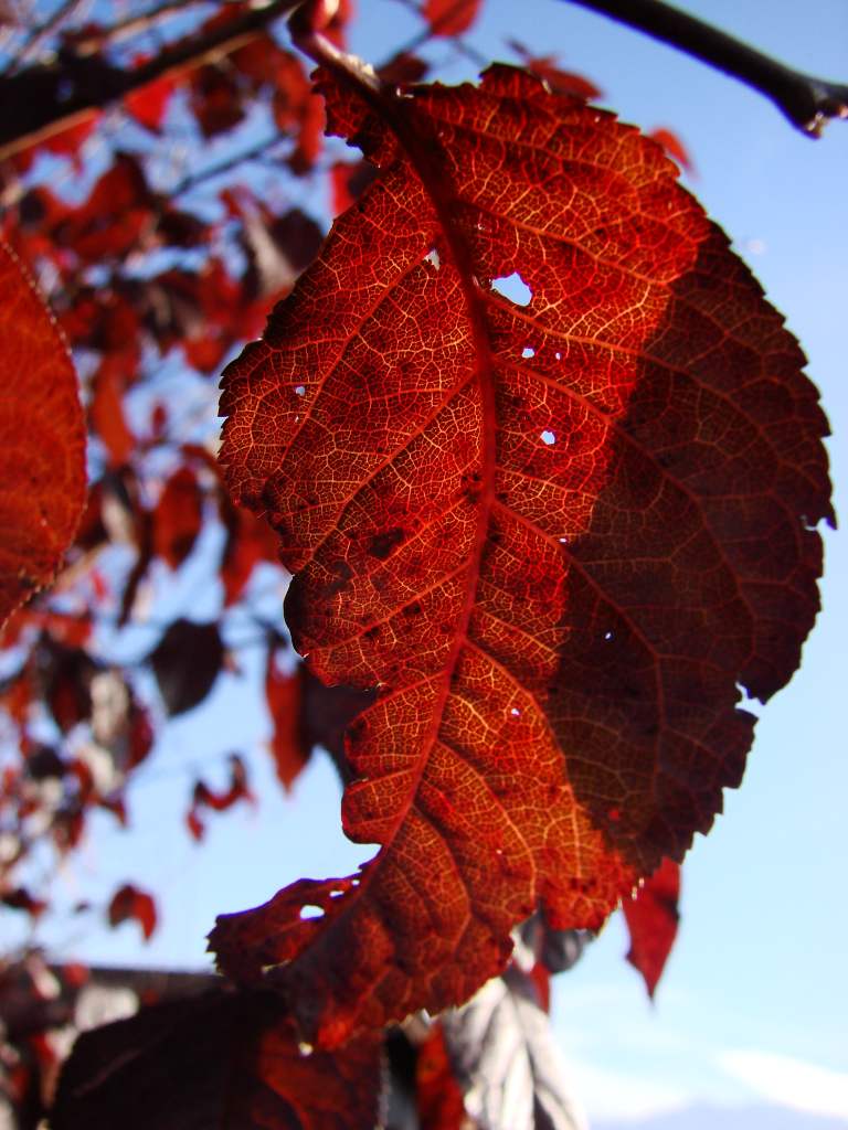 Fonds d'cran Nature Feuilles - Feuillages 