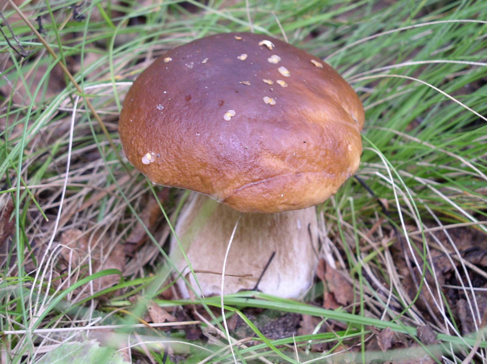 Fonds d'cran Nature Champignons Bolet