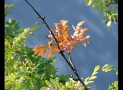 Fonds d'cran Nature Automne