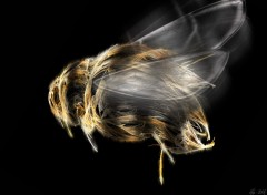 Wallpapers Digital Art bumble-bee