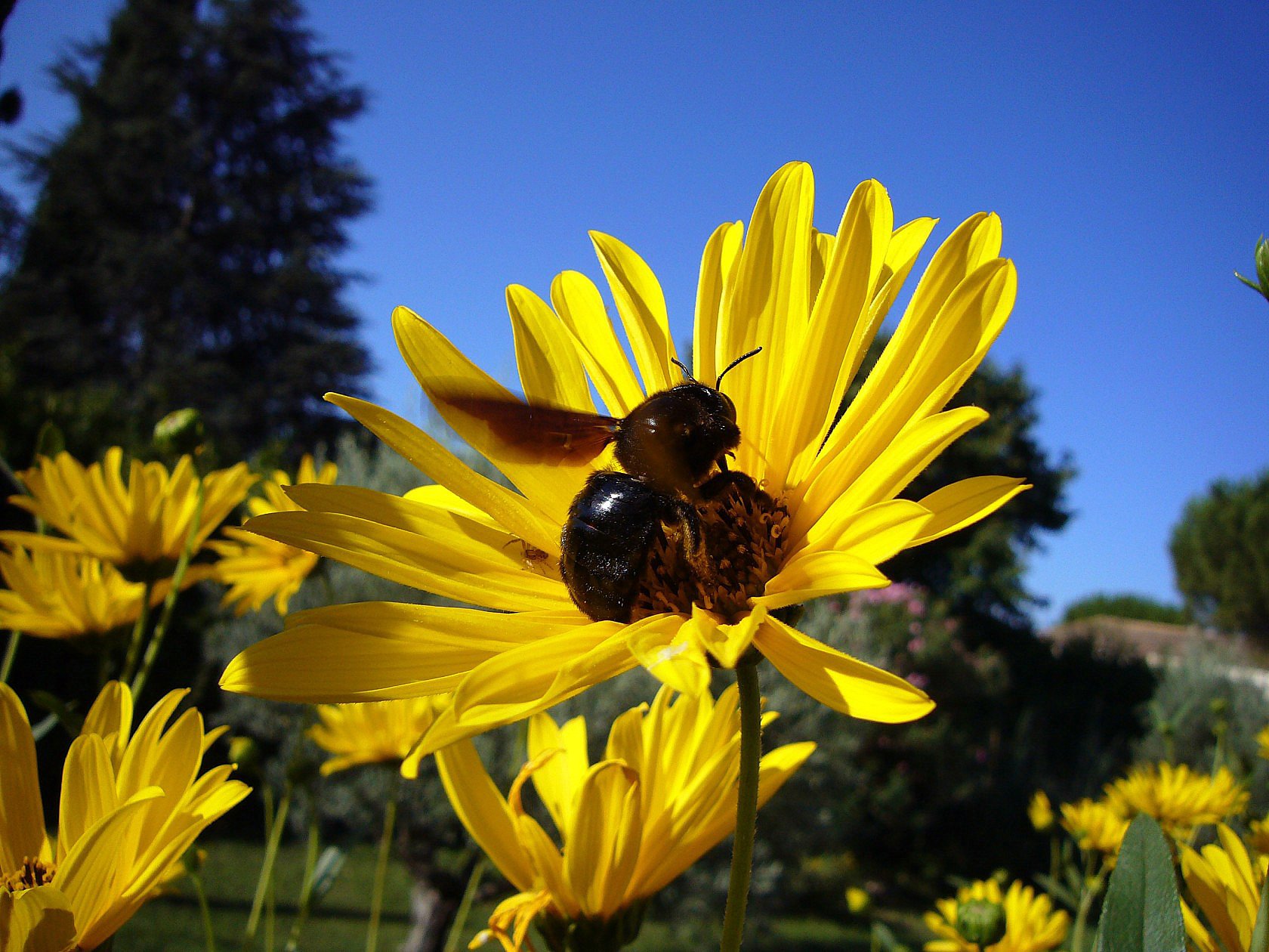 Fonds d'cran Animaux Insectes - Abeilles Guêpes ... Abeille Charpentière... et petite araignée