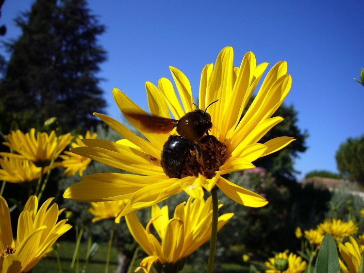 Wallpapers Animals Insects - Bees, Wasps Abeille Charpentire... et petite araigne