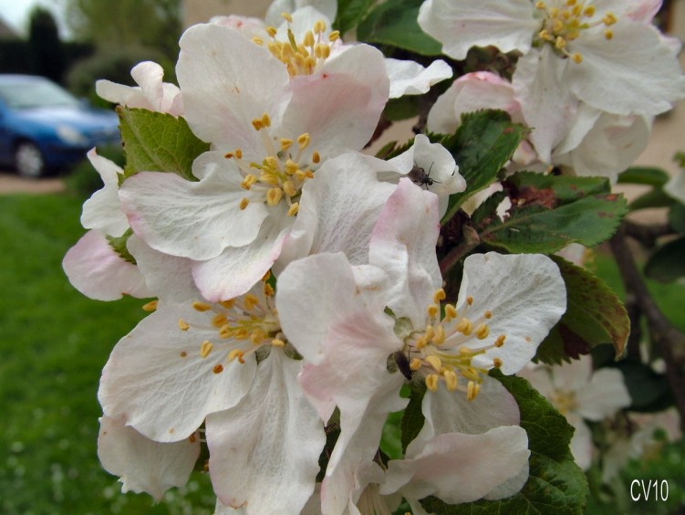 Wallpapers Nature Flowers fleurs de pommier