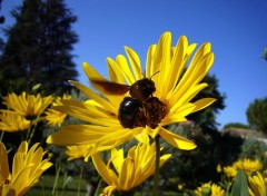 Fonds d'cran Animaux Abeille Charpentire... et petite araigne