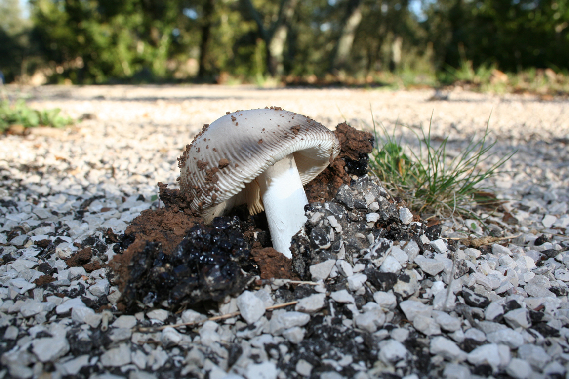 Fonds d'cran Nature Champignons 