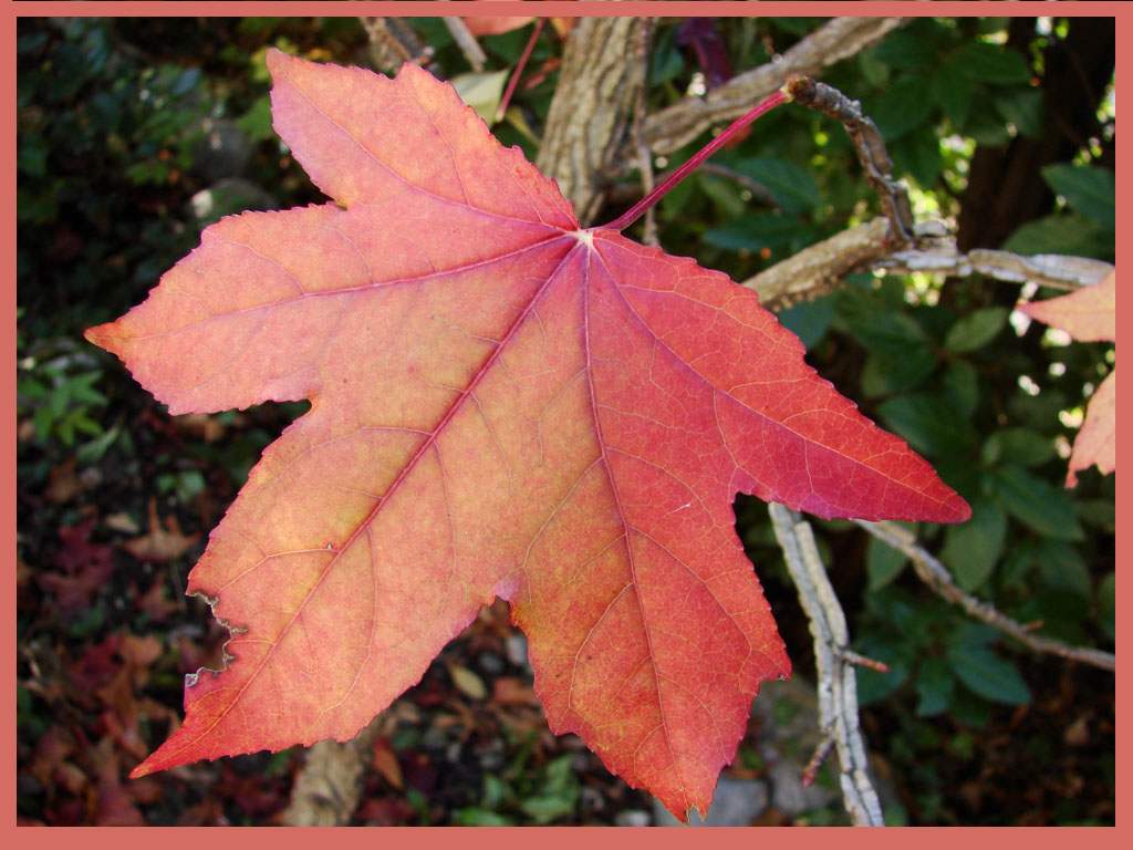 Fonds d'cran Nature Feuilles - Feuillages Dernires couleurs de l'automne