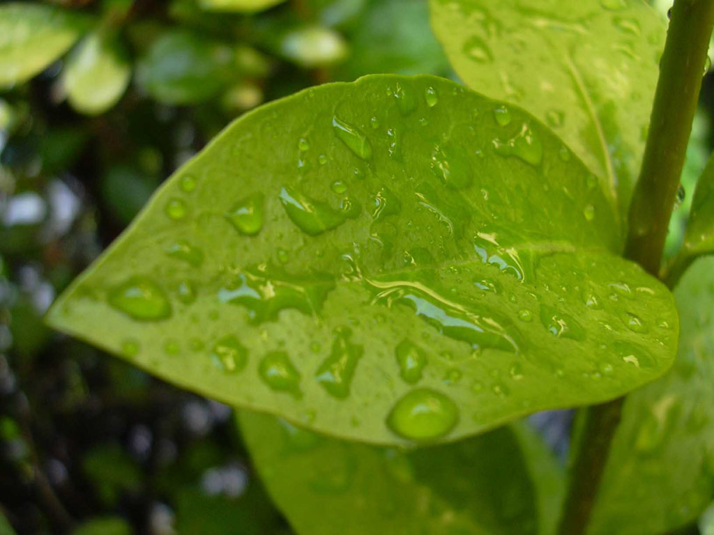 Wallpapers Nature Leaves - Foliage 