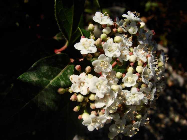 Wallpapers Nature Flowers Blanche