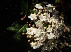 Fonds d'cran Nature Blanche