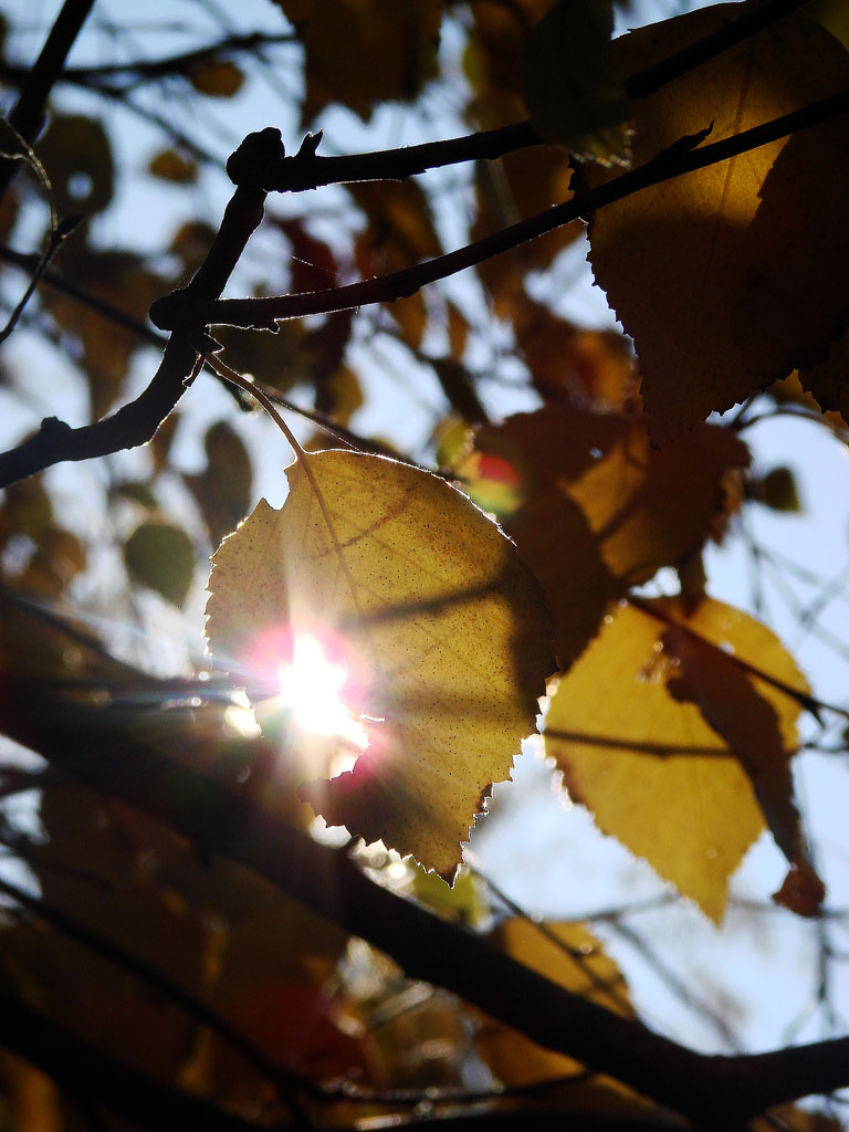 Fonds d'cran Nature Feuilles - Feuillages Un rayon de soleil passant par le trou d'une feuille