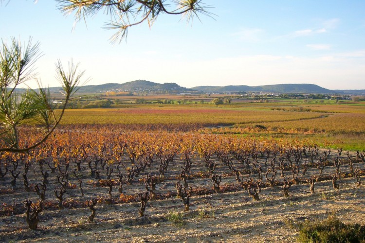 Wallpapers Nature Landscapes les Vignes