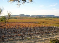 Fonds d'cran Nature les Vignes