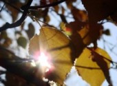 Fonds d'cran Nature Un rayon de soleil passant par le trou d'une feuille