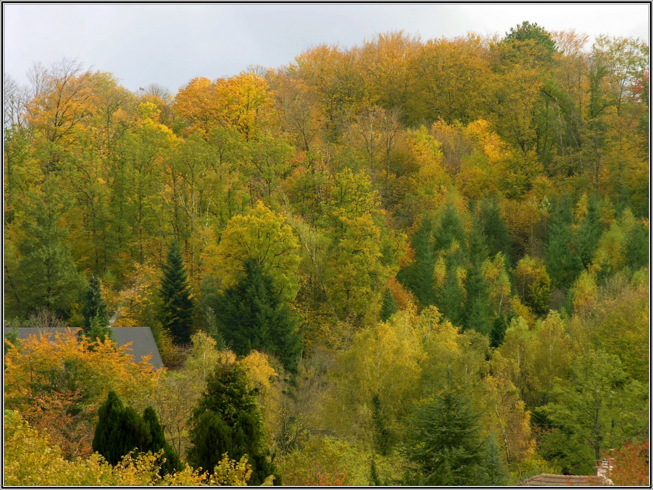 Fonds d'cran Nature Arbres - Forts A vos pinceaux.......