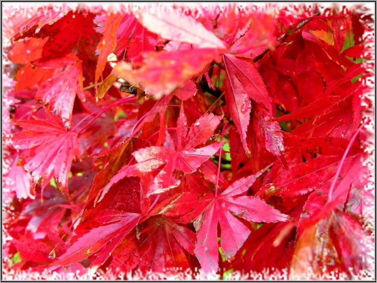 Fonds d'cran Nature Feuilles - Feuillages Feuilles d'rable