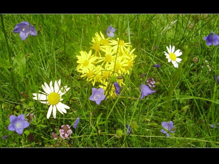 Fonds d'cran Nature Fleurs fleurs d't