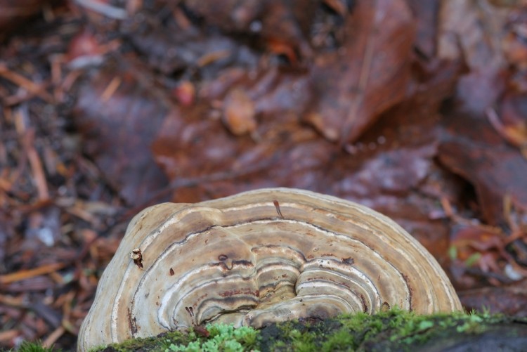 Wallpapers Nature Mushrooms Champignon