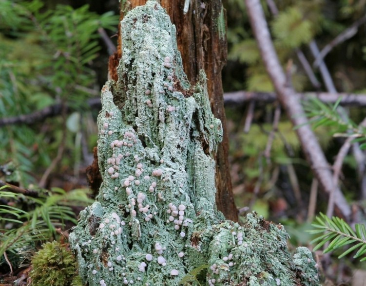 Fonds d'cran Nature Plantes - Arbustes Vgtation.