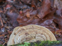 Fonds d'cran Nature Champignon